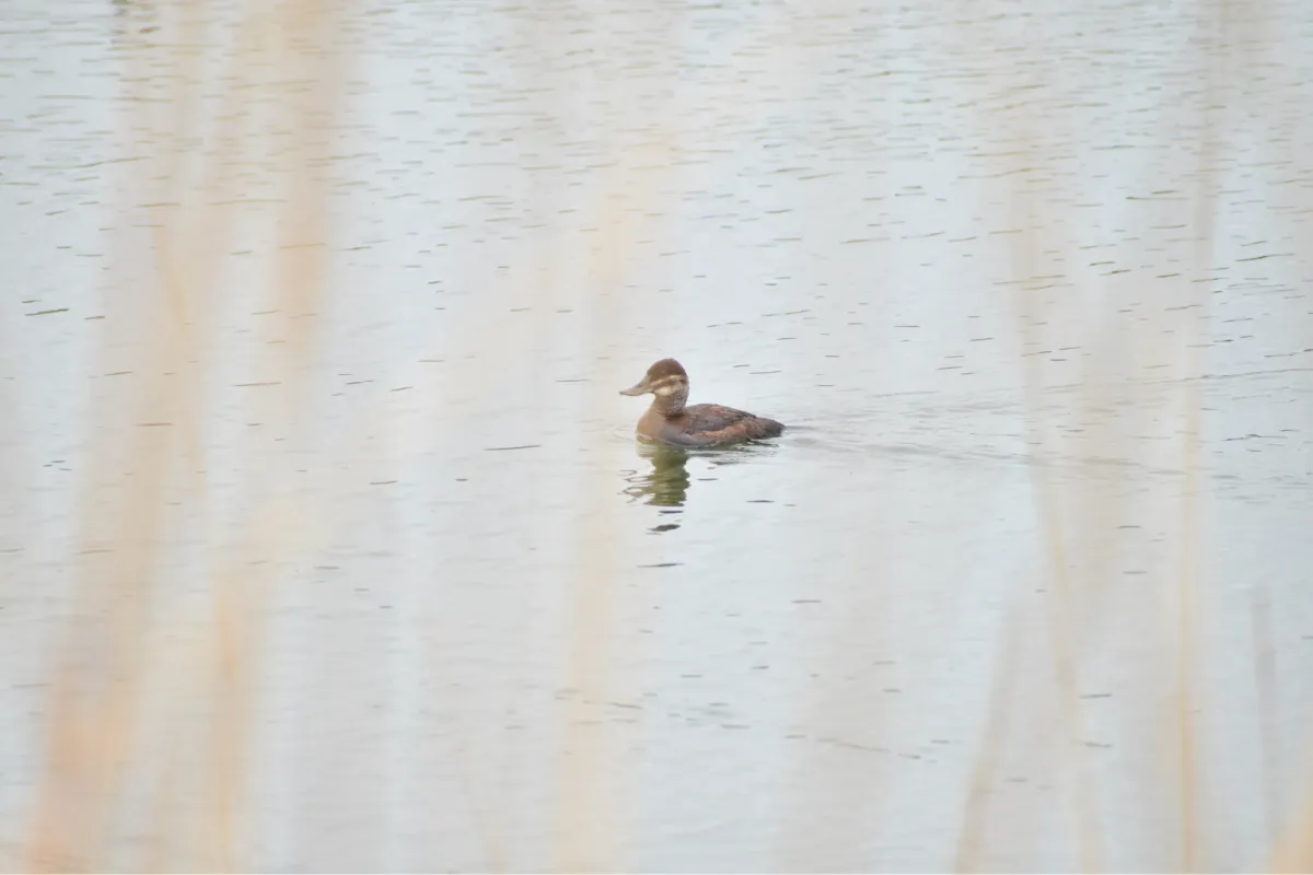 Gespotte Rosse stekelstaart