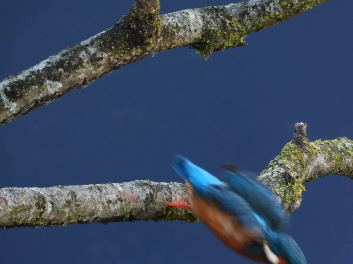 Spotted Common Kingfisher