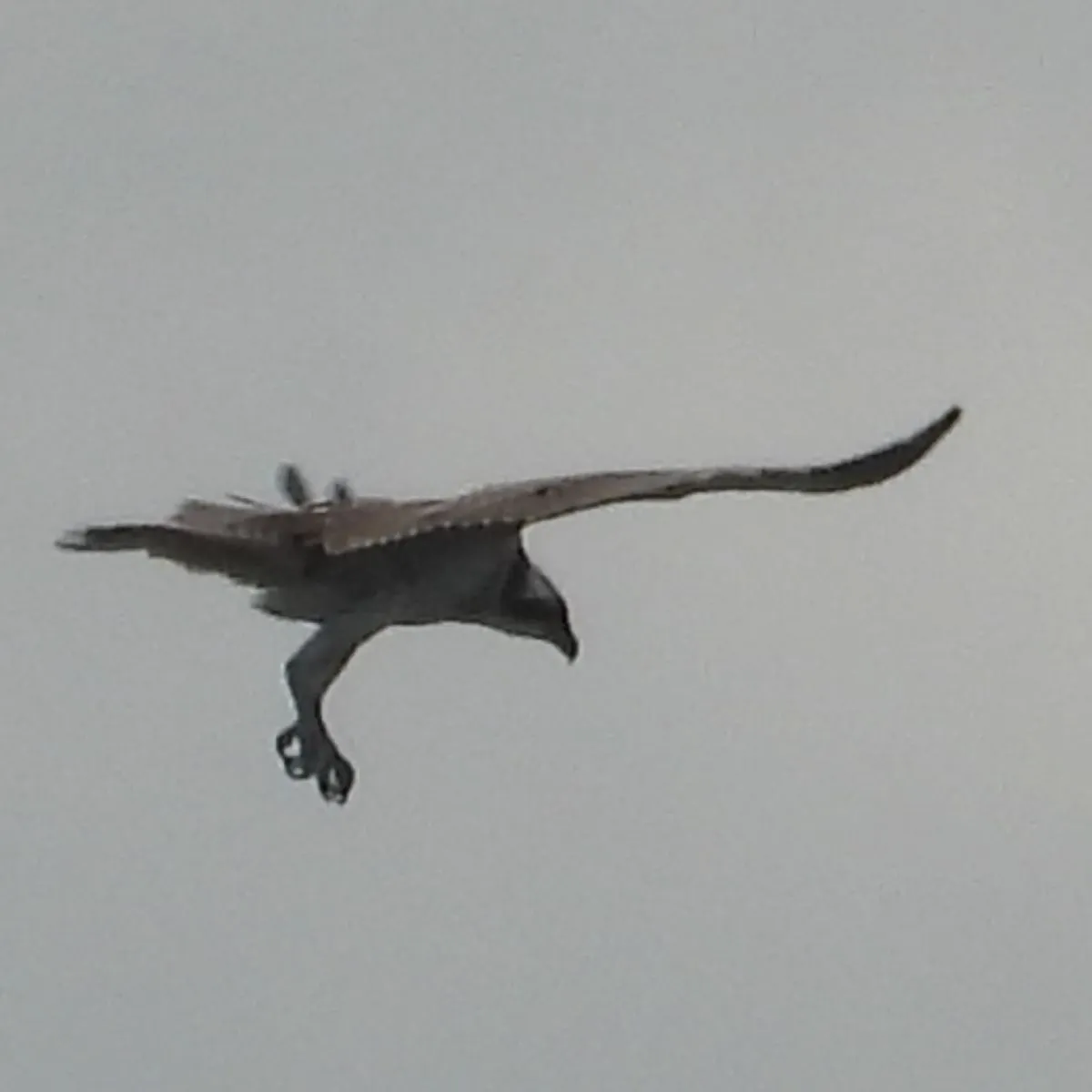 Spotted Osprey
