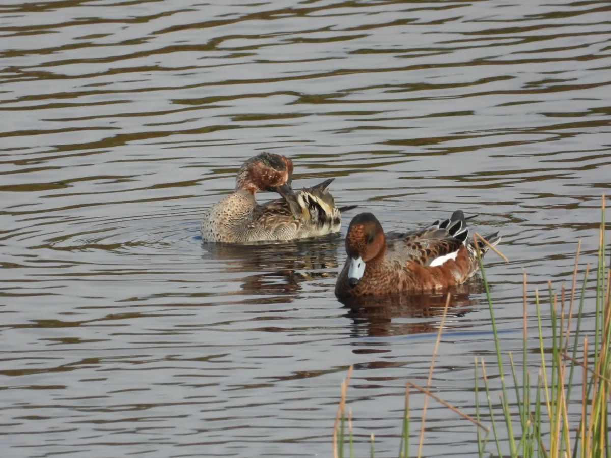 Gespotte Wintertaling