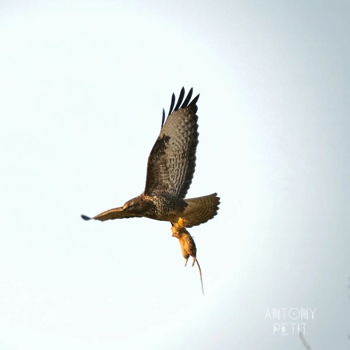 Gespotte Roodstaartbuizerd