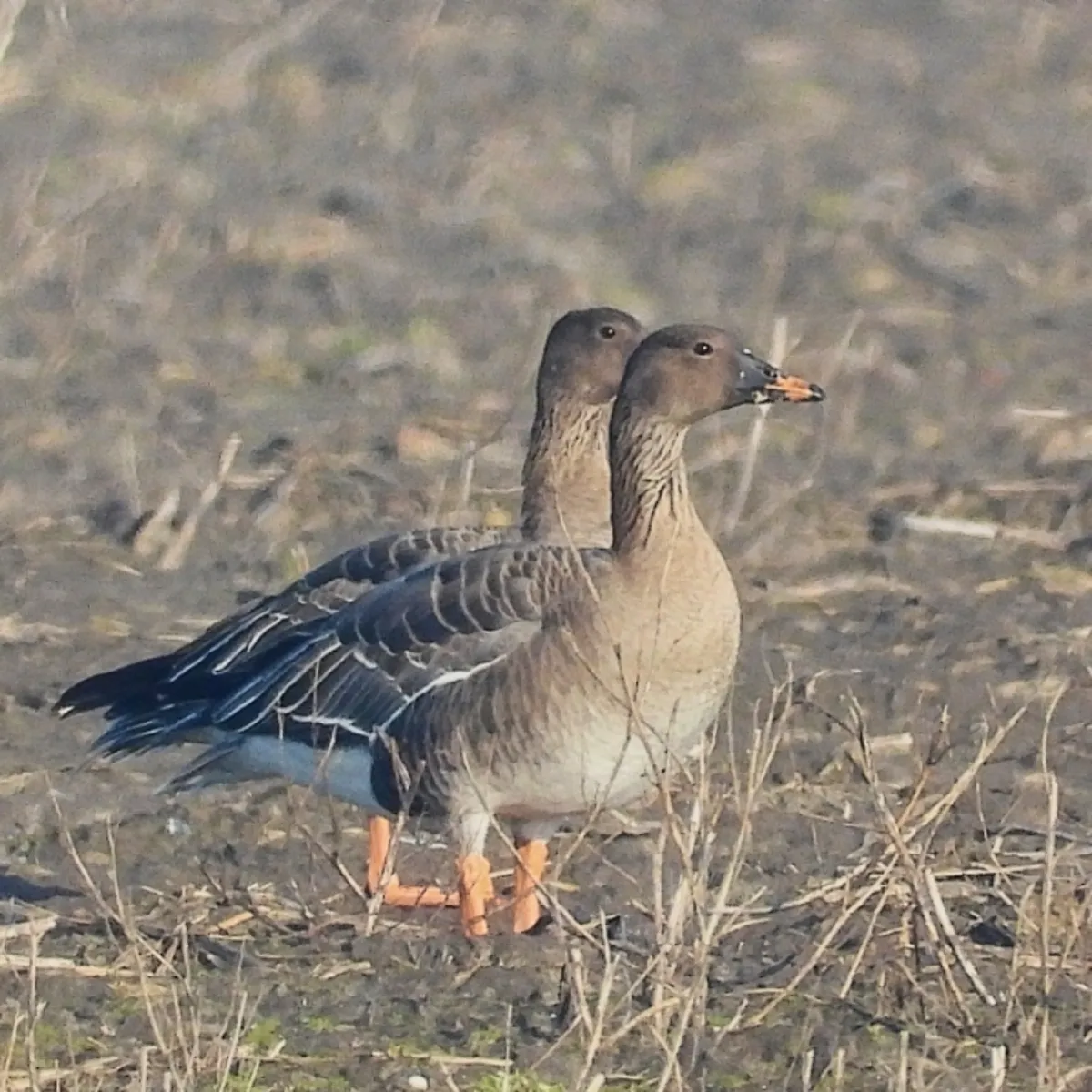 Gespotte Toendrarietgans