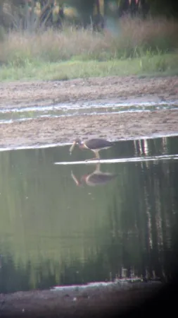 Gespotte Zwarte ooievaar