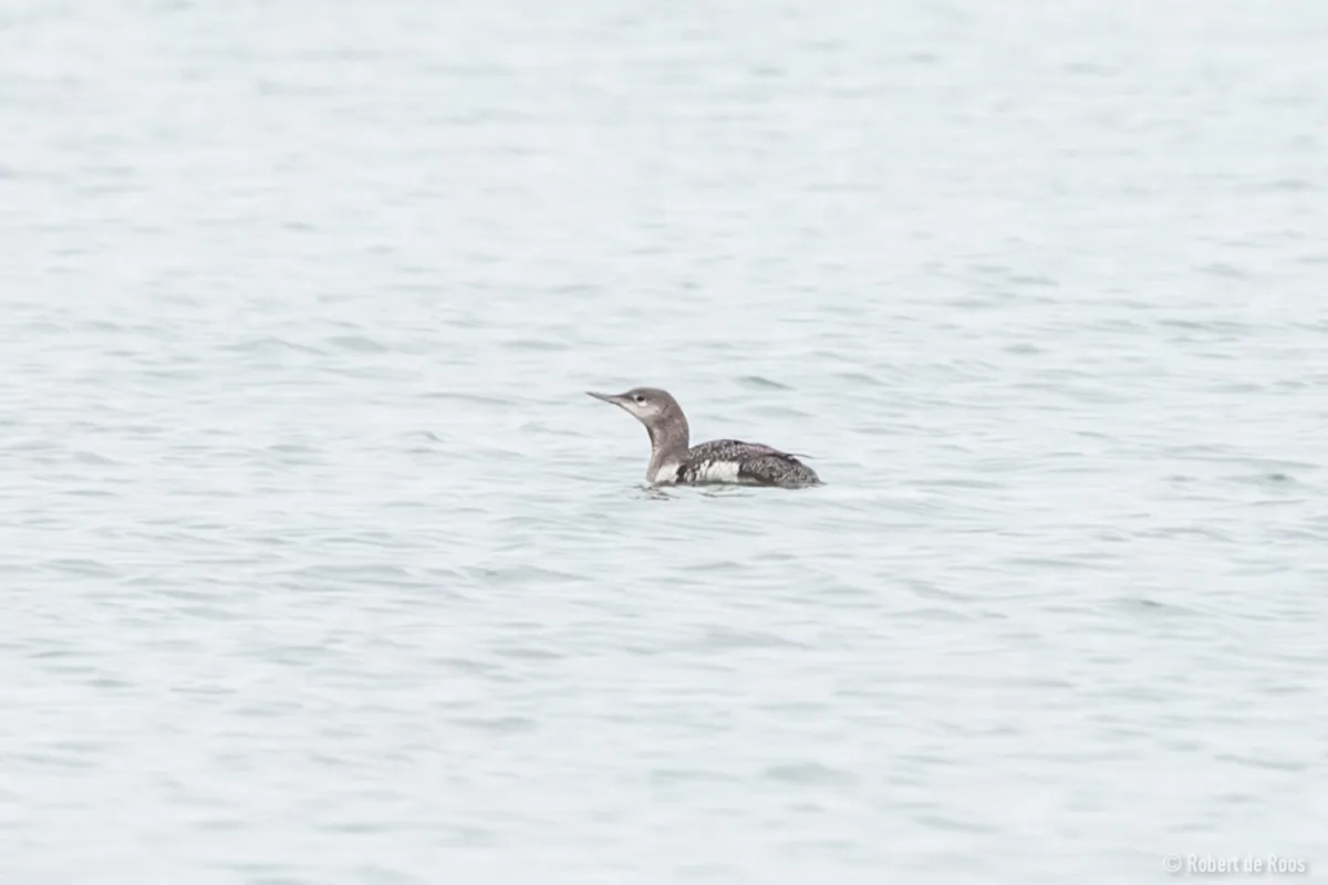 Gespotte Roodkeelduiker