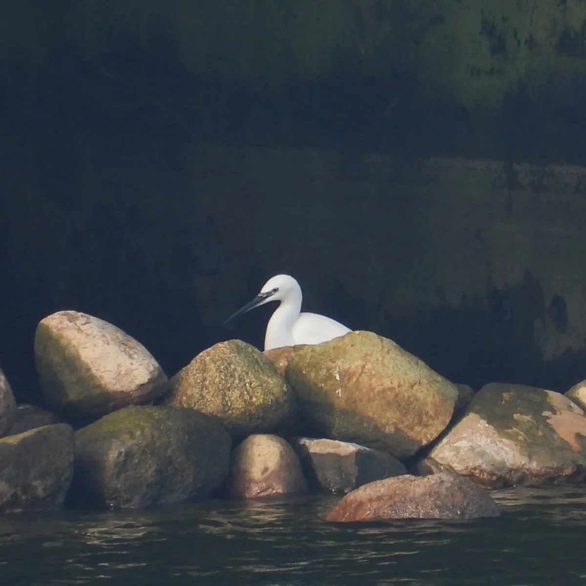 Gespotte Kleine zilverreiger