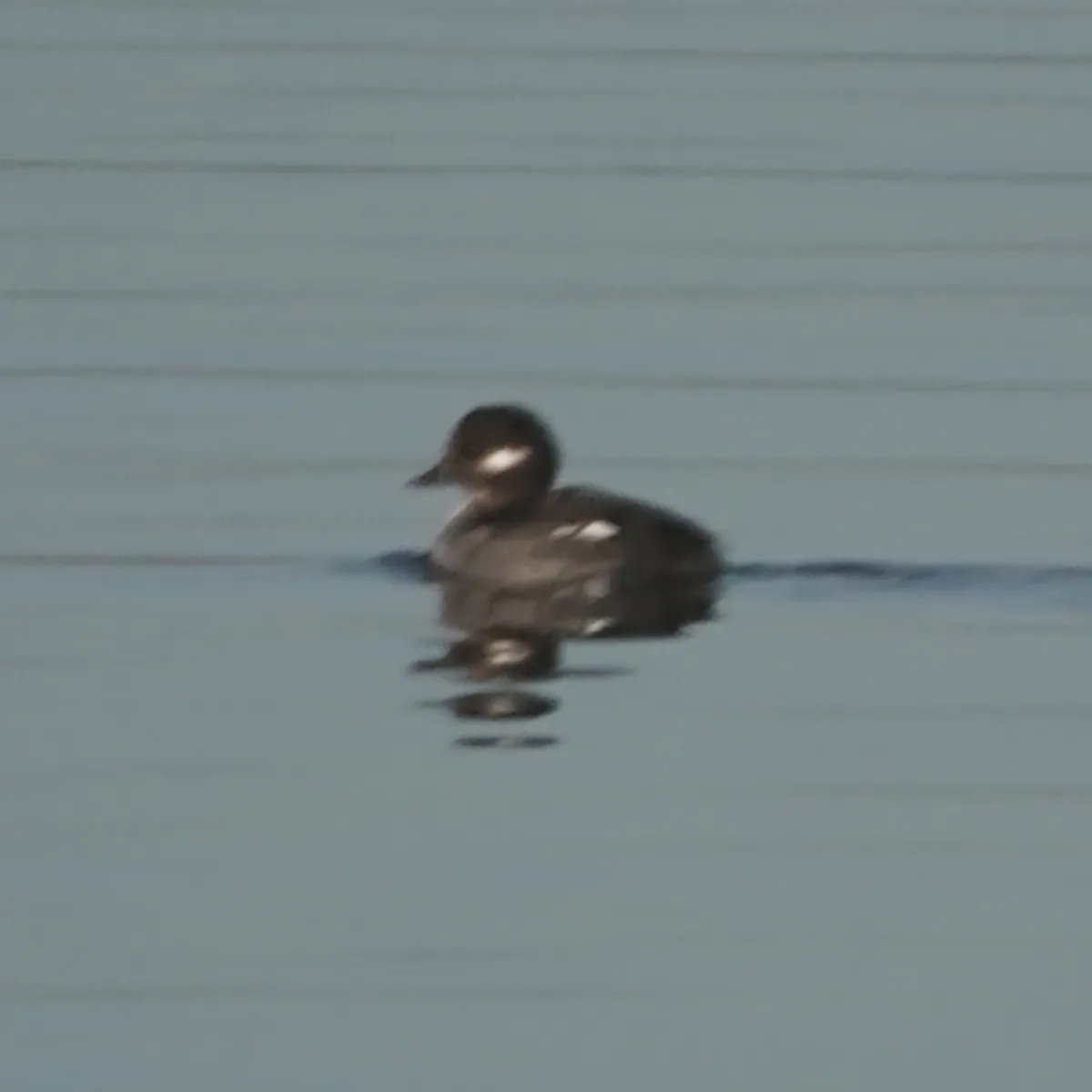 Gespotte Buffelkopeend