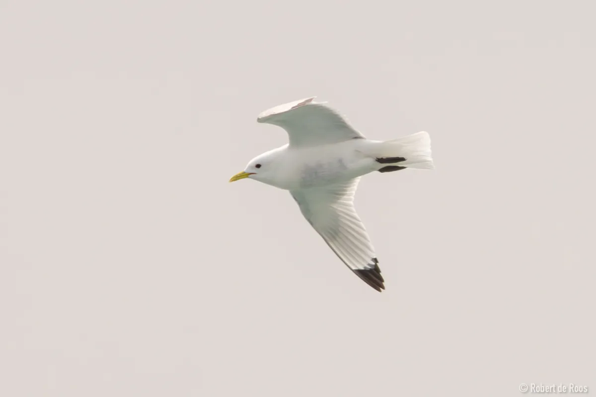 Gespotte Drieteenmeeuw