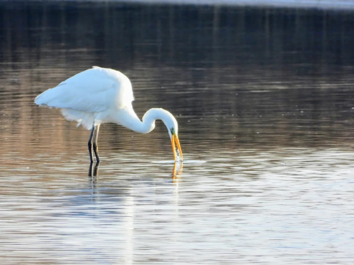 Gespotte Grote zilverreiger
