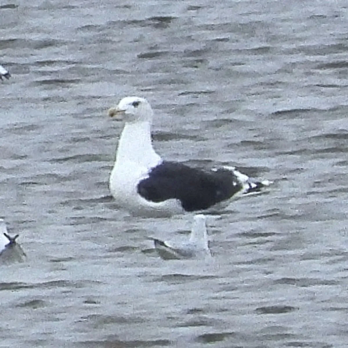 Gespotte Grote mantelmeeuw