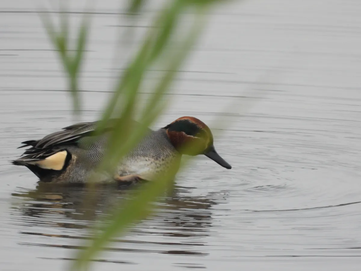 Gespotte Wintertaling
