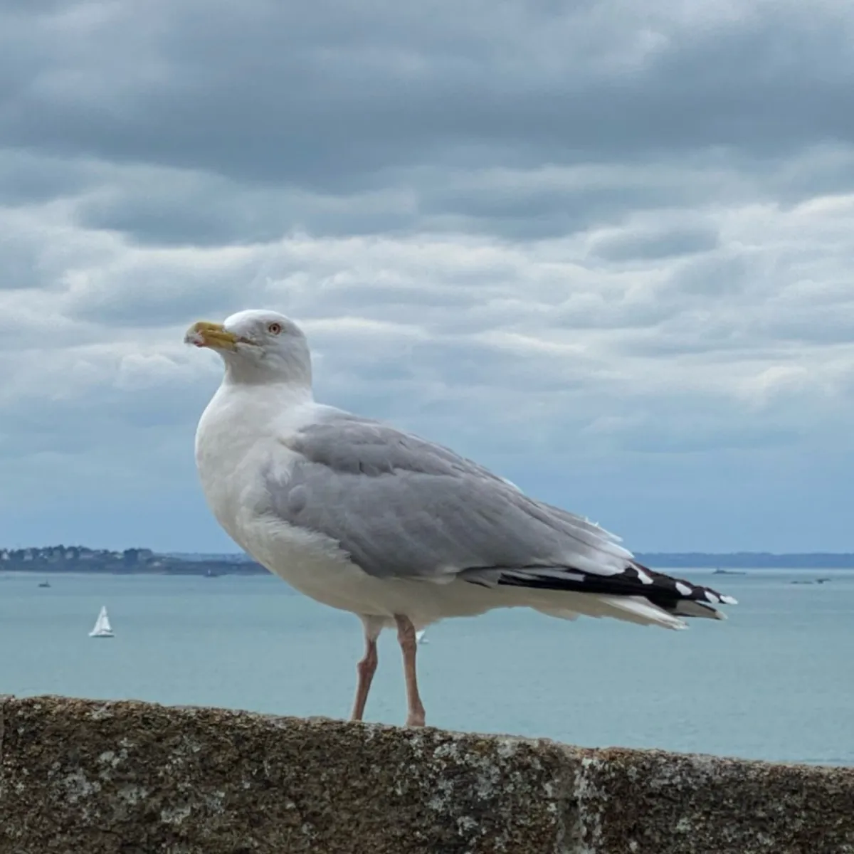 Gespotte Zilvermeeuw