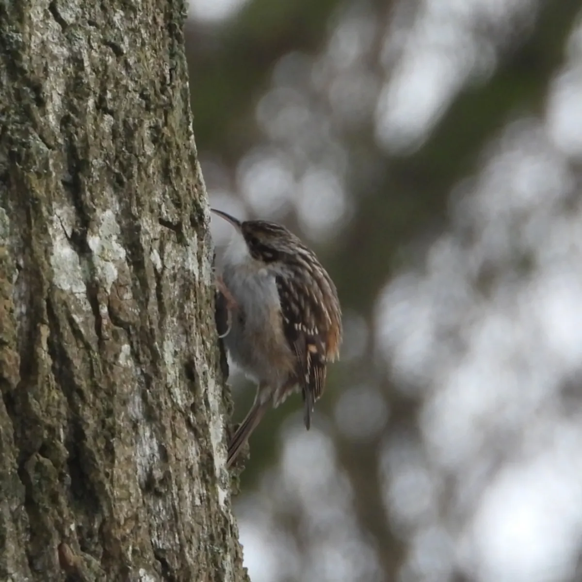 Gespotte Boomkruiper