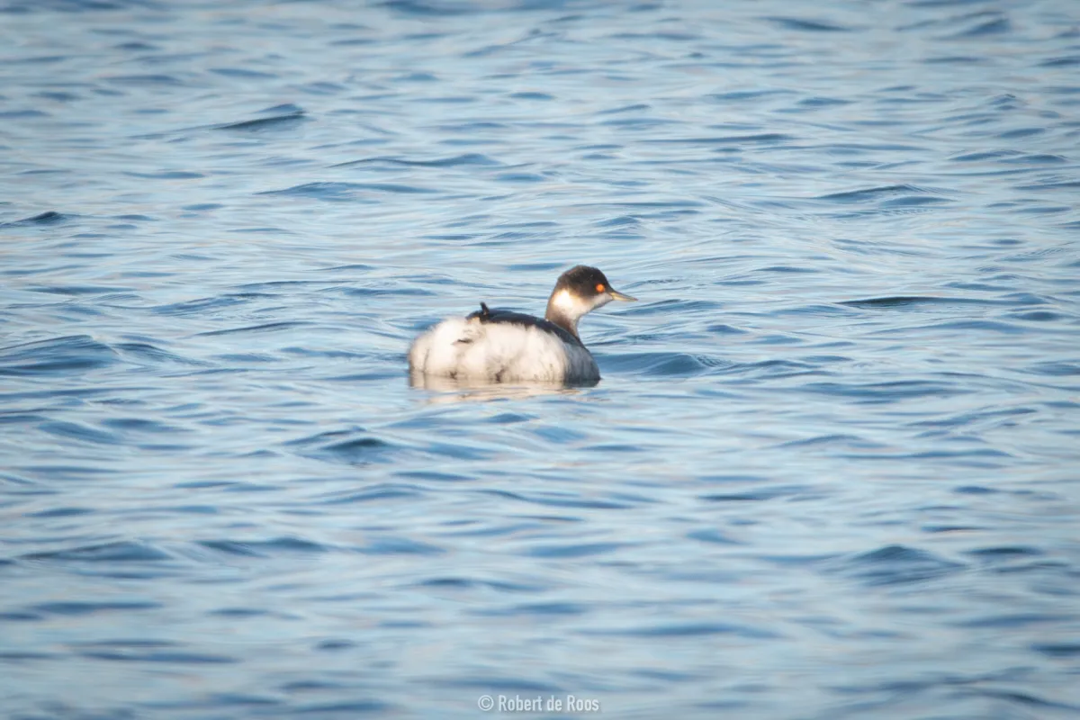 Gespotte Geoorde fuut