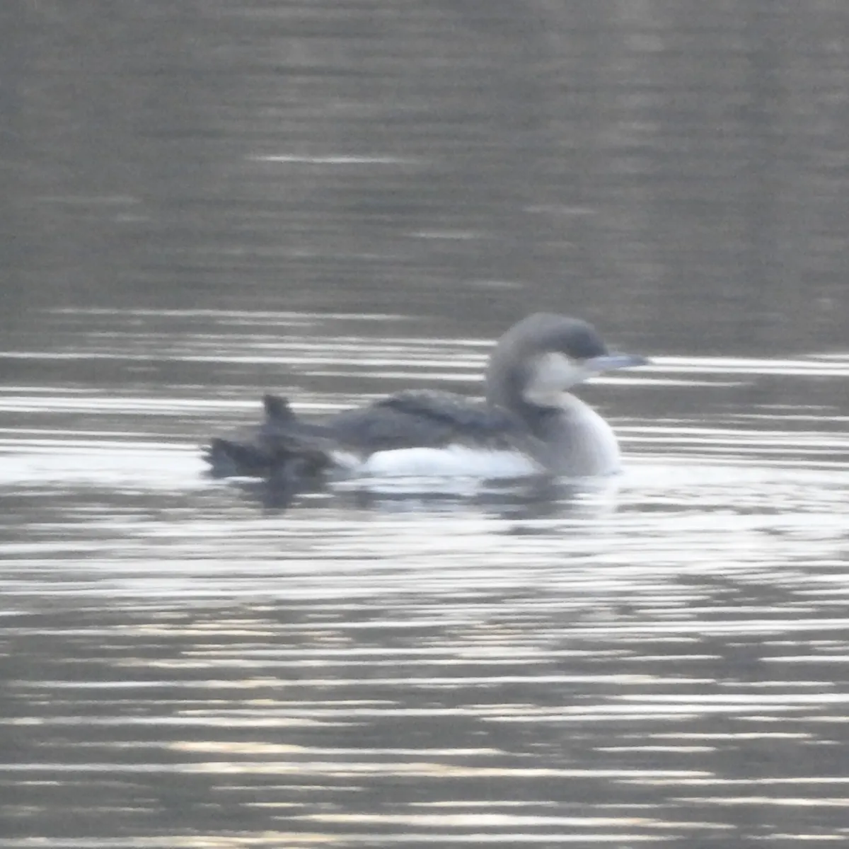 Gespotte Parelduiker