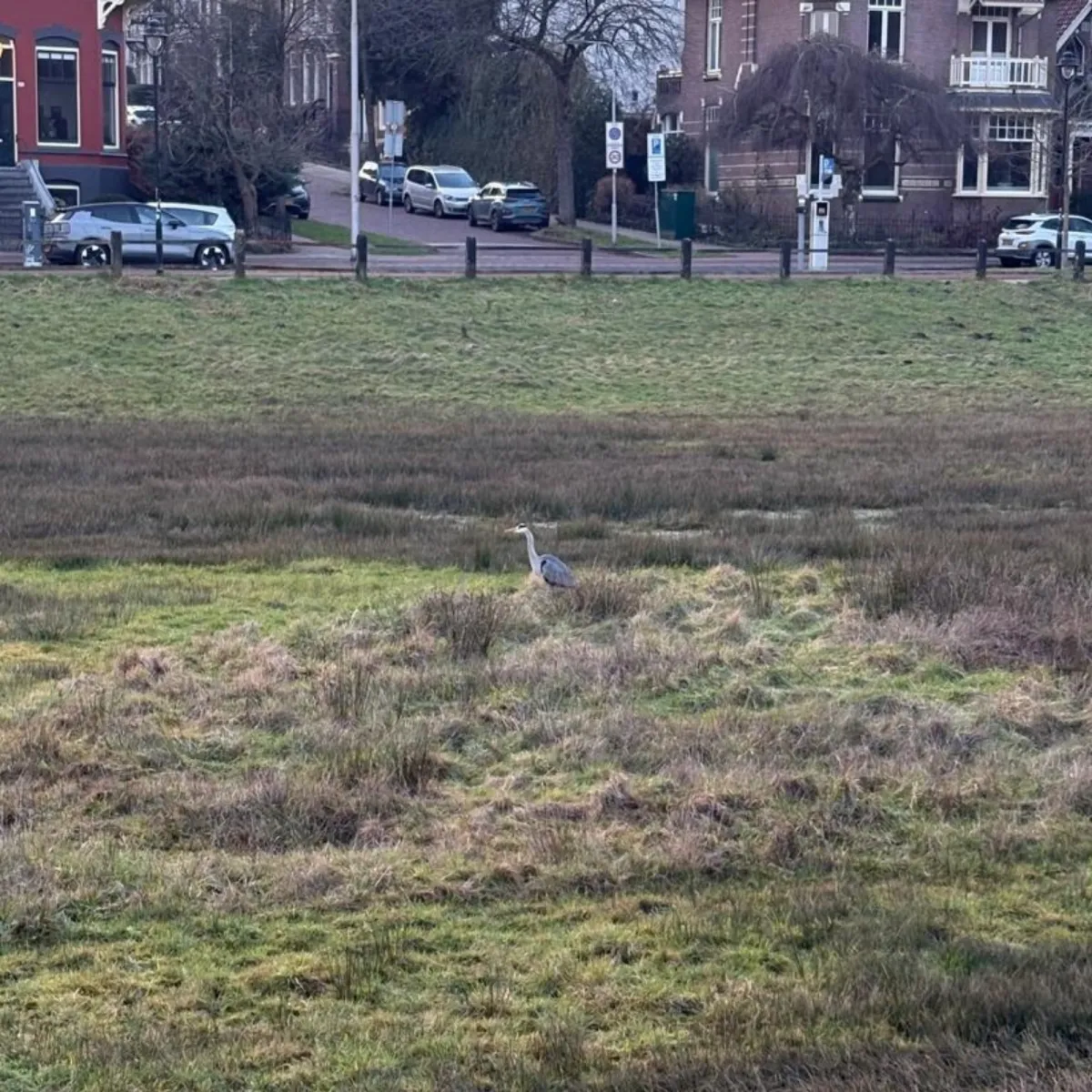Gespotte Blauwe reiger