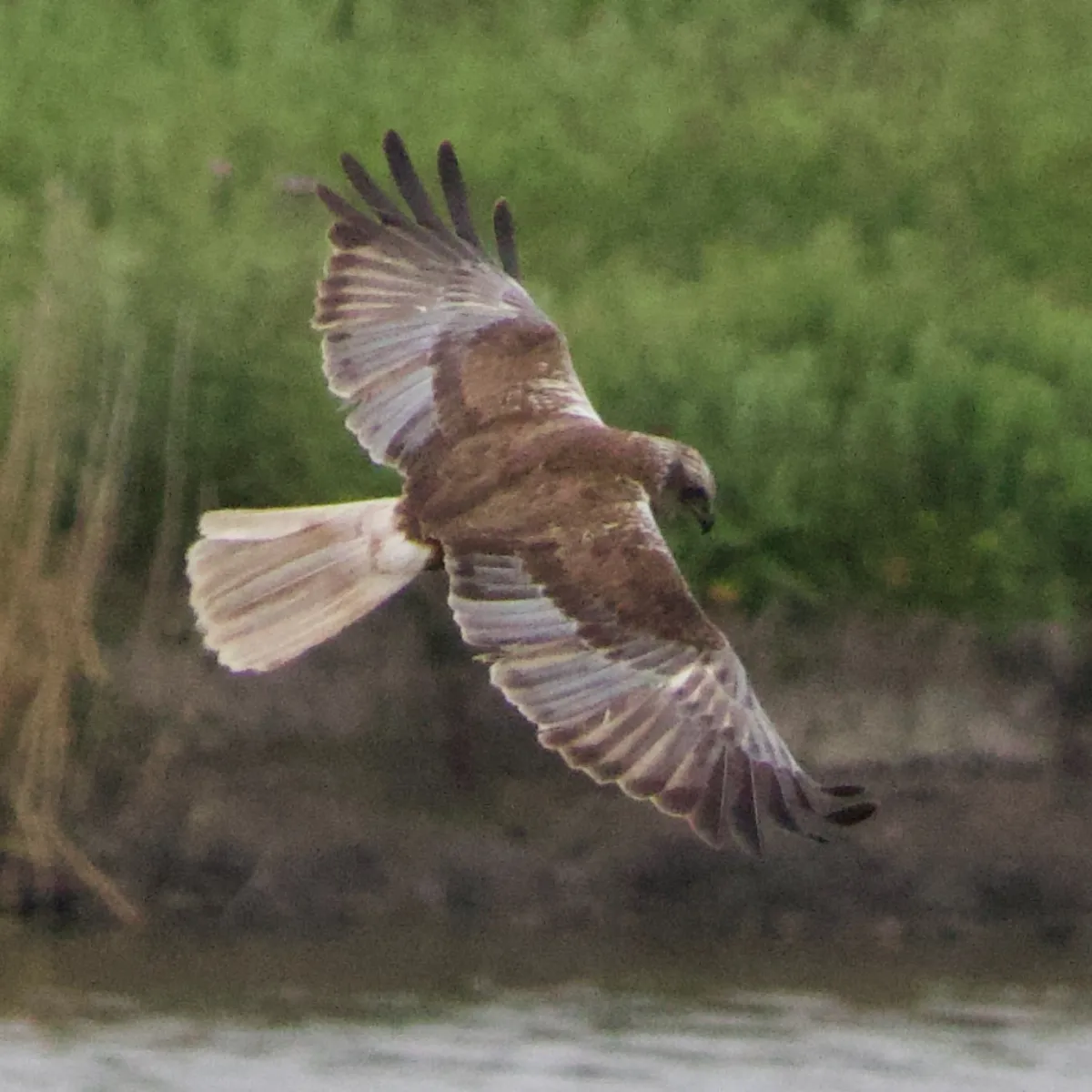 Gespotte Bruine kiekendief