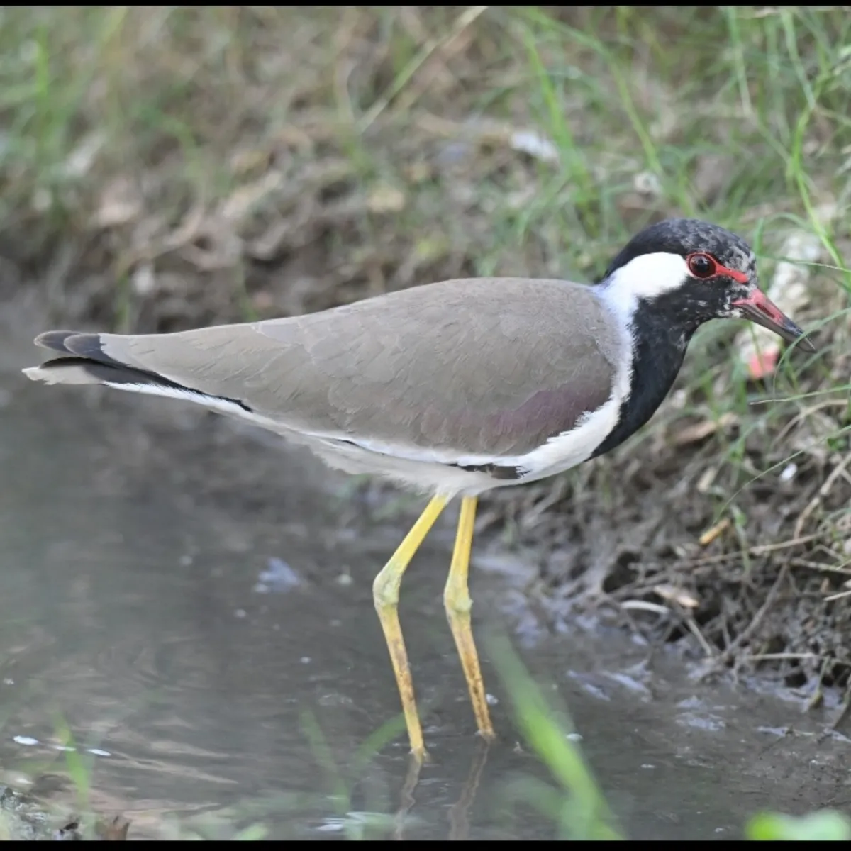 Gespotte Indische kievit