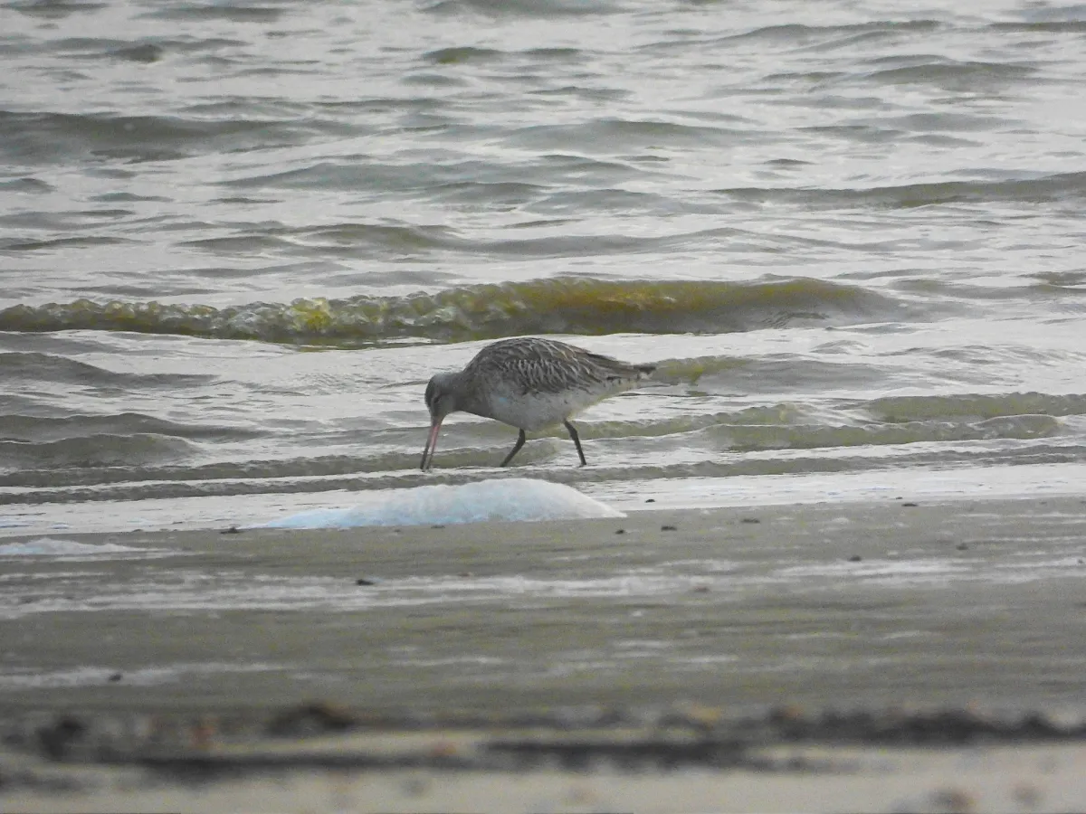 Gespotte Rosse grutto