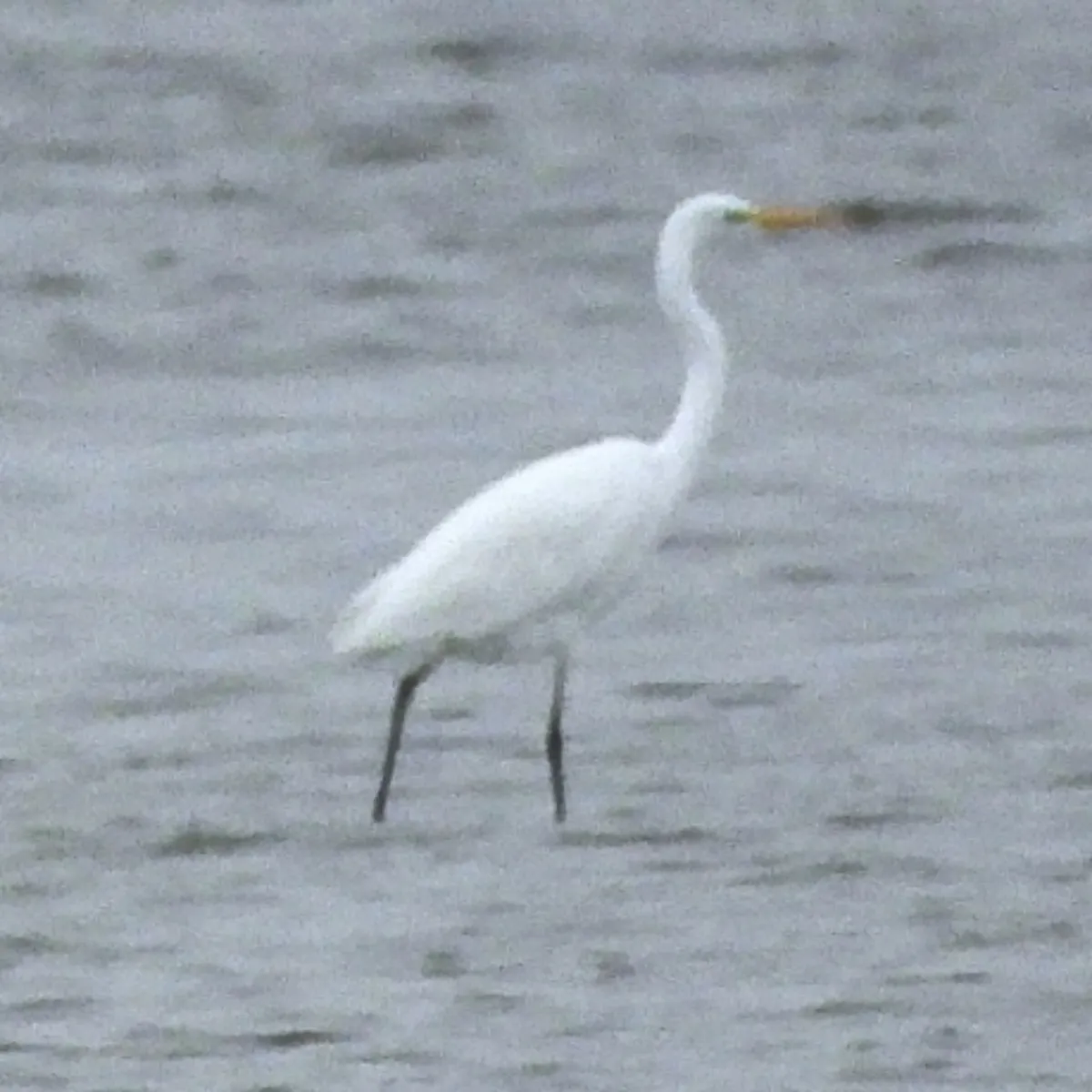 Gespotte Grote zilverreiger