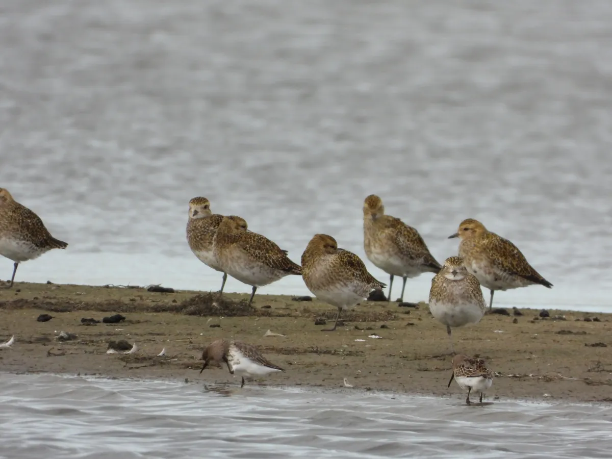 Gespotte Bonte strandloper