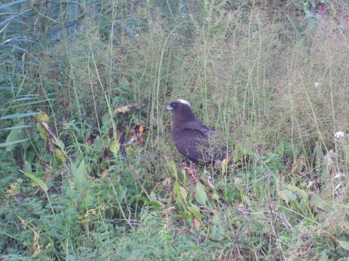 Gespotte Bruine kiekendief