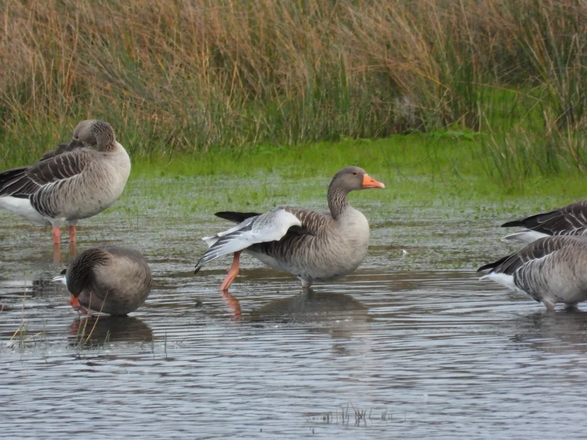 Gespotte Grauwe gans