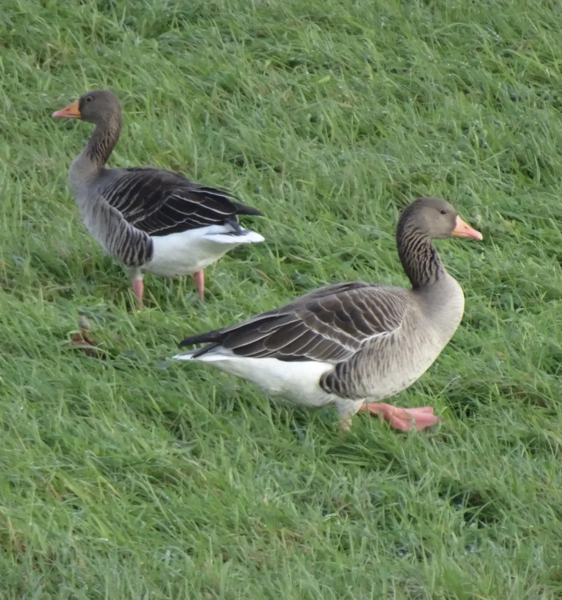 Gespotte Grauwe gans
