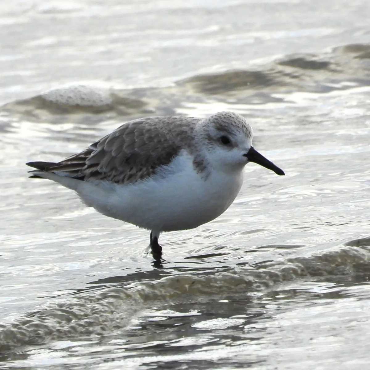 Gespotte Drieteenstrandloper