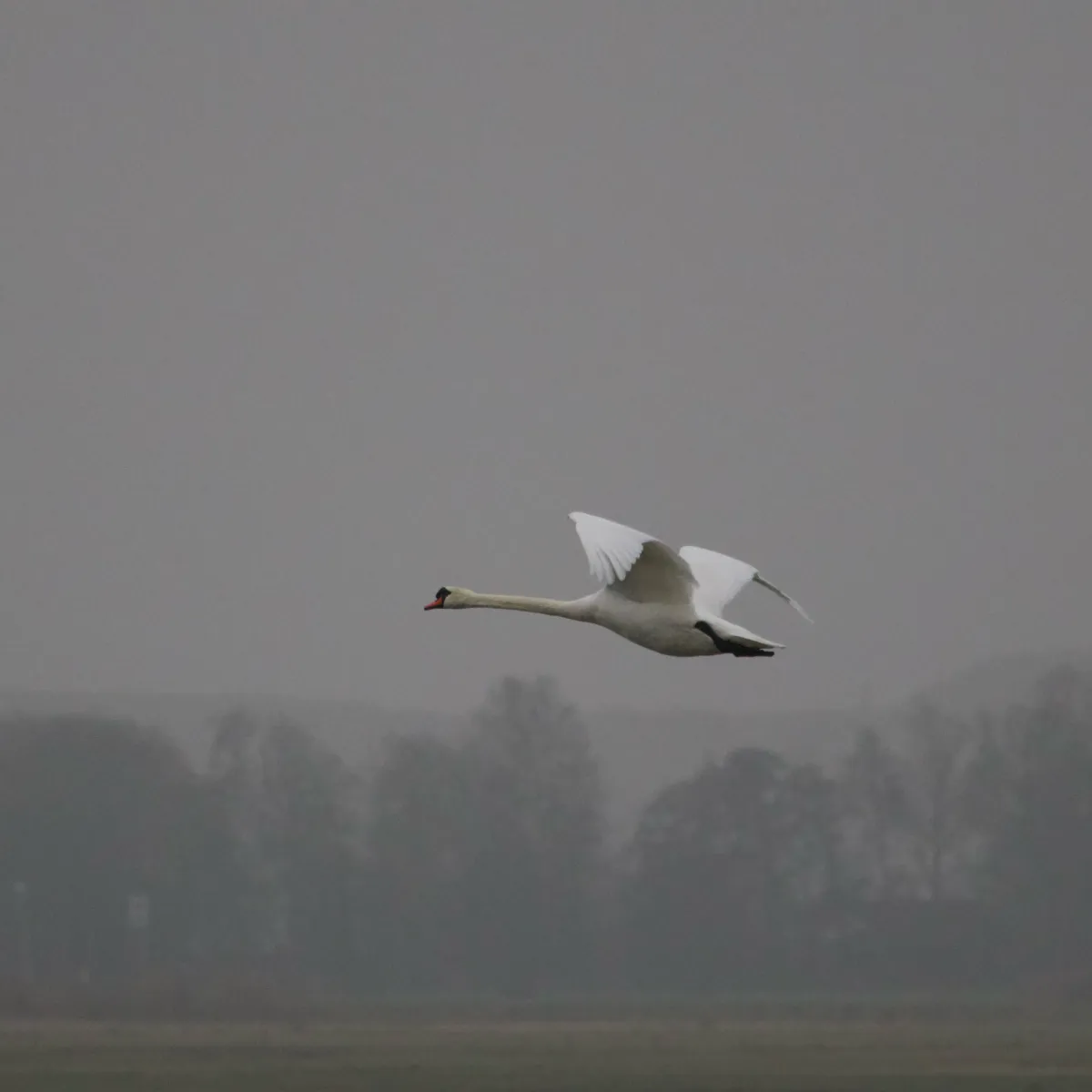 Gespotte Knobbelzwaan