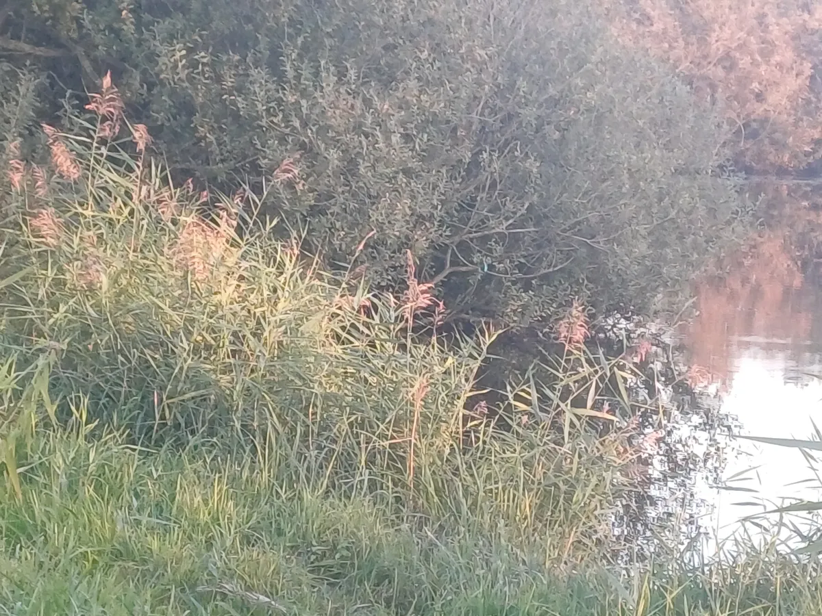 Gespotte IJsvogel
