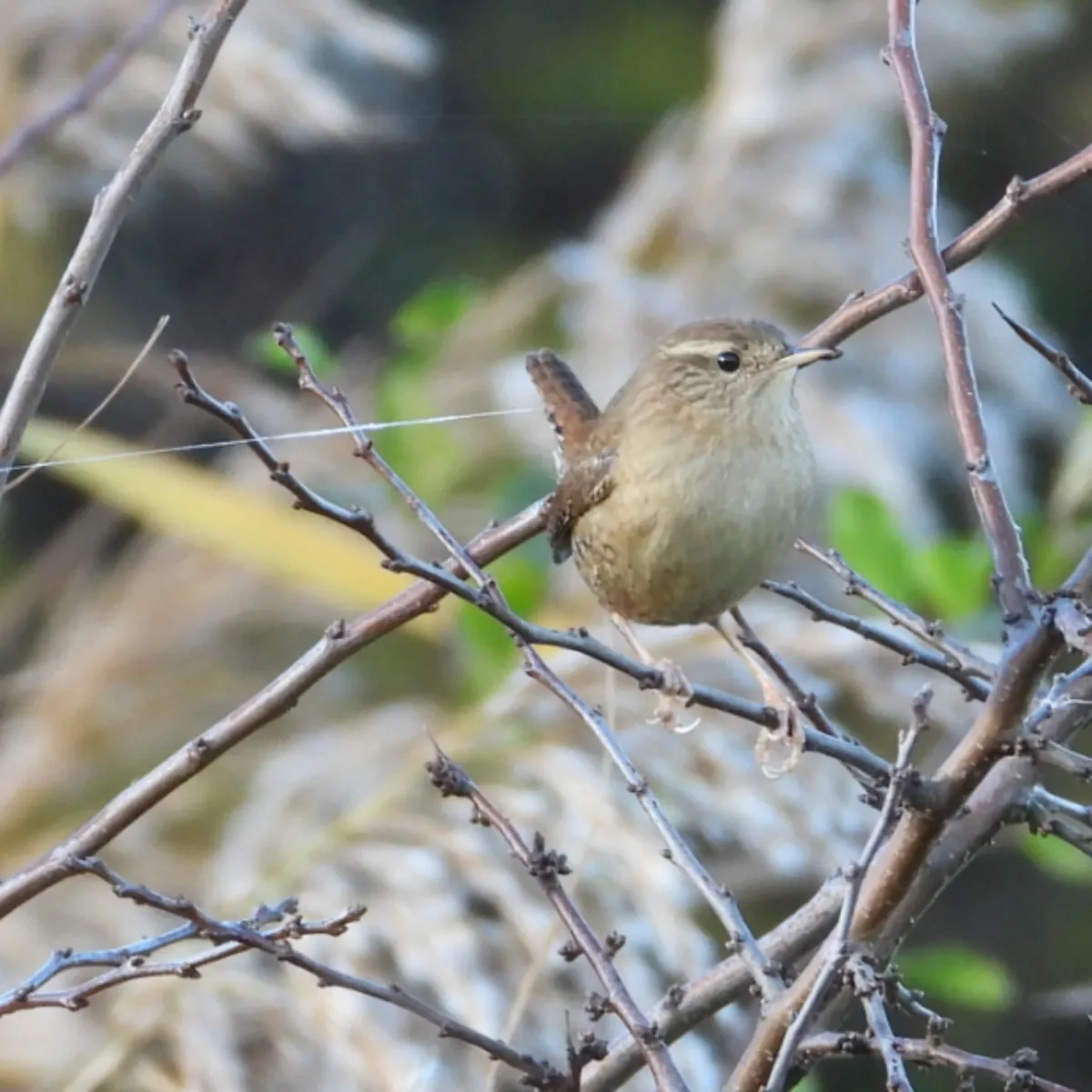 Gespotte Winterkoning