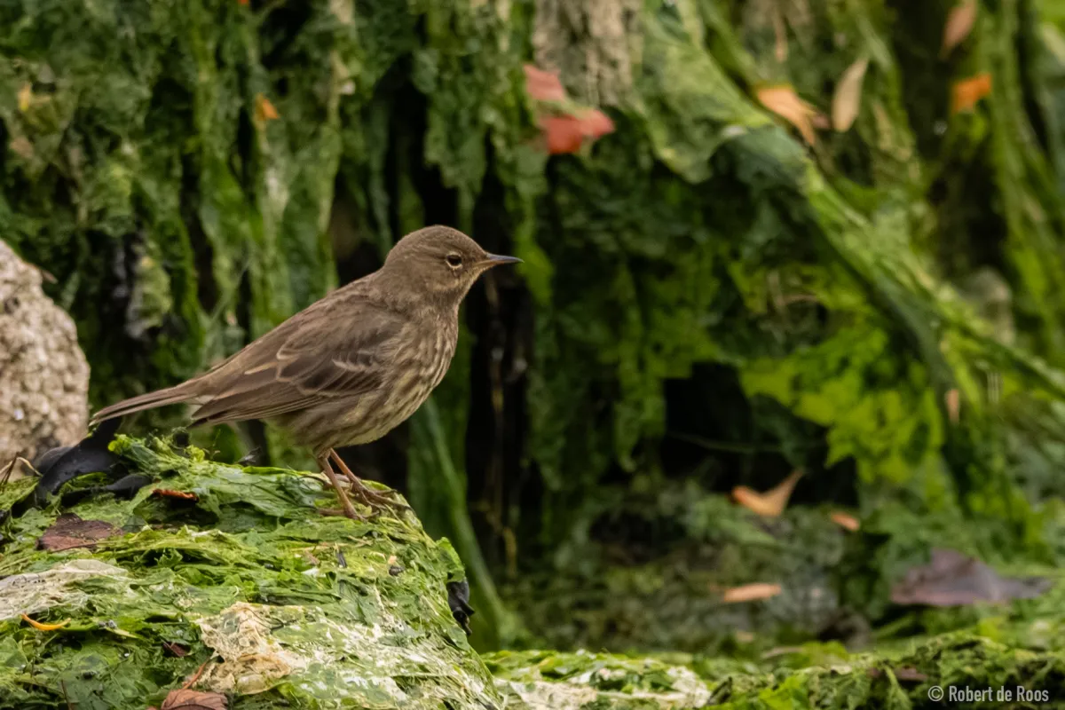 Gespotte Oeverpieper