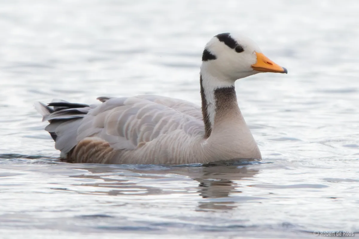 Gespotte Indische gans