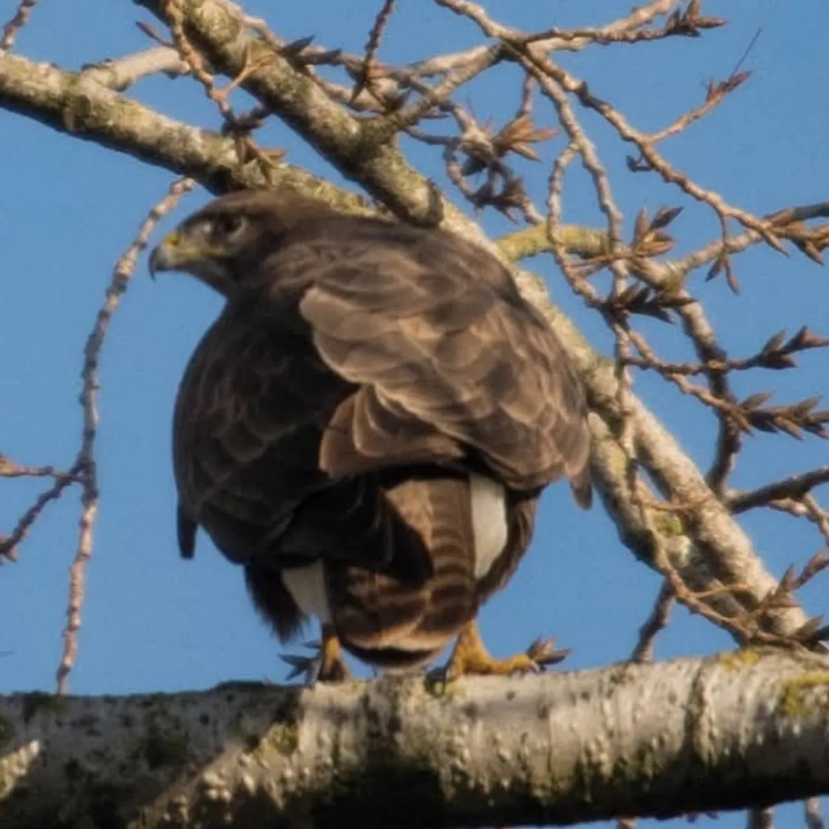 Gespotte Buizerd