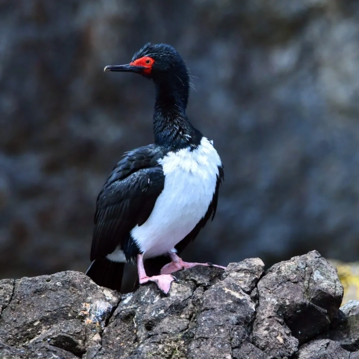 Gespotte Magelhaenaalscholver