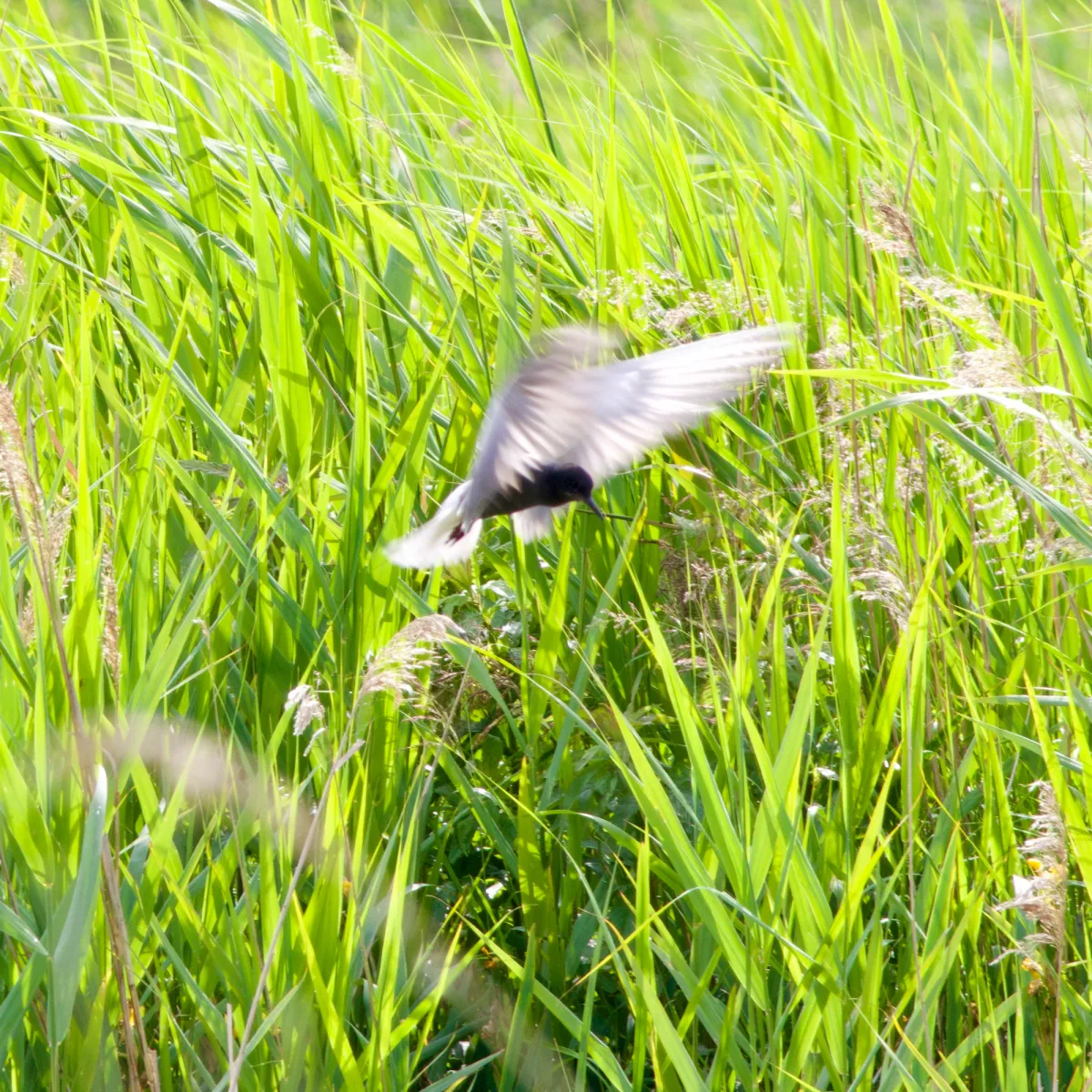 Gespotte Zwarte stern