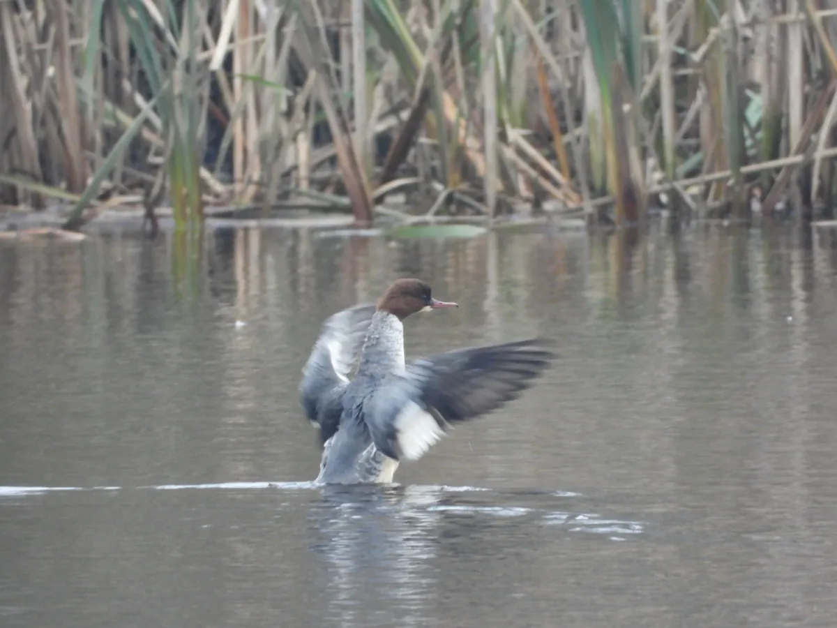Gespotte Grote zaagbek
