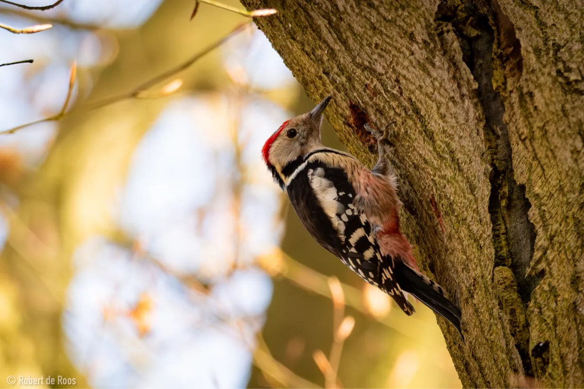 Gespotte Middelste bonte specht
