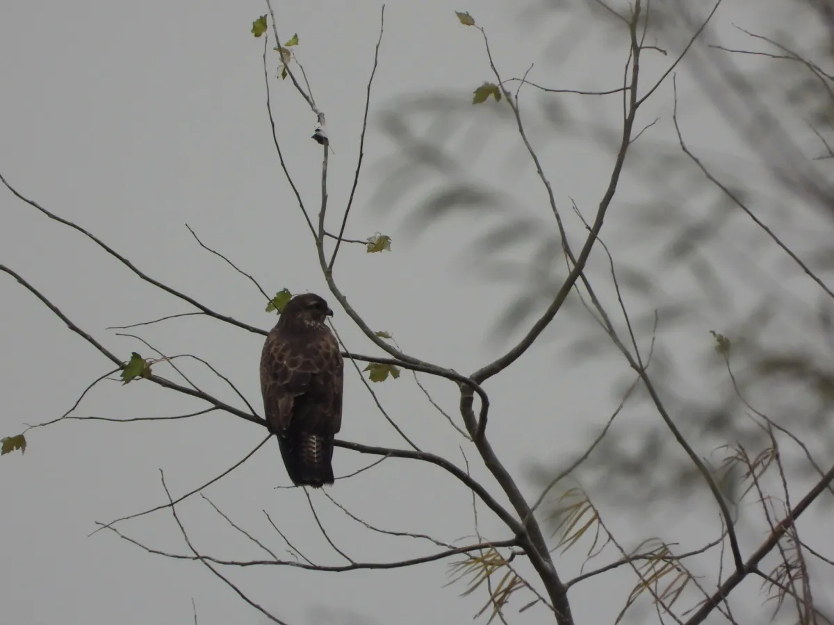 Gespotte Buizerd