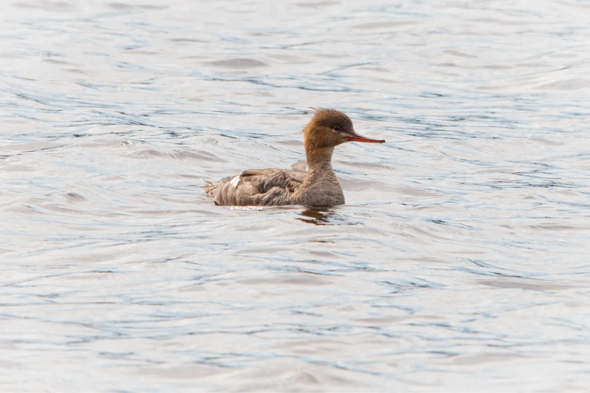 Gespotte Middelste zaagbek