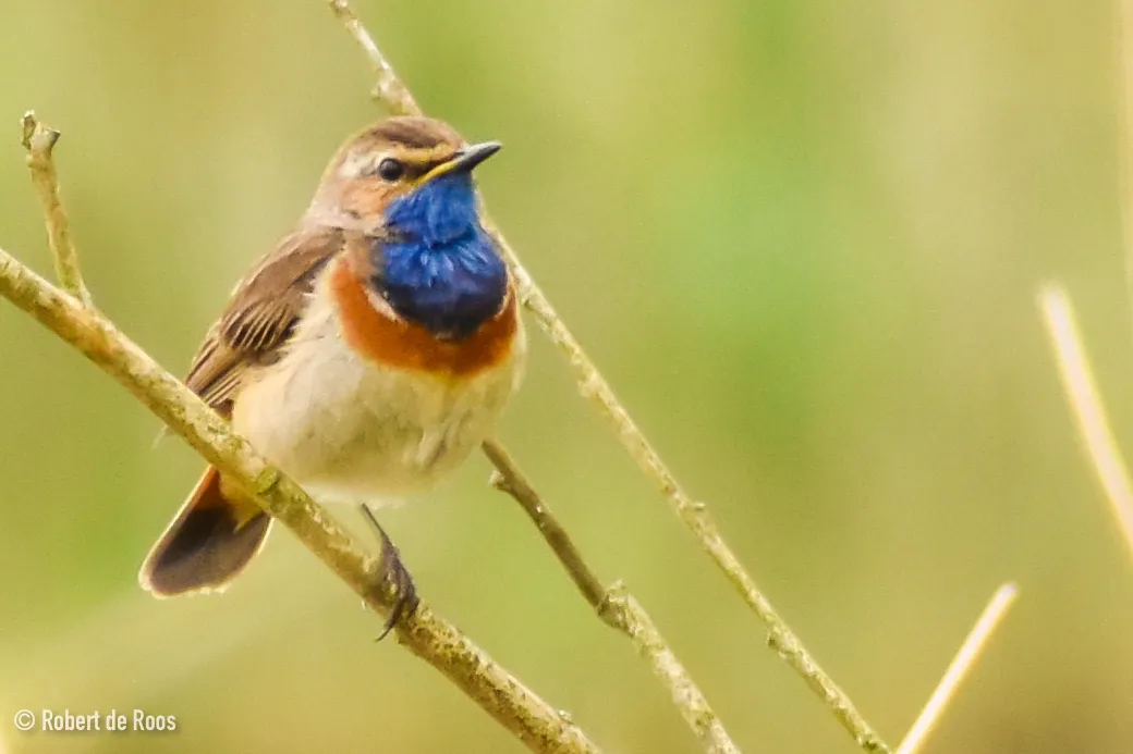 Gespotte Blauwborst
