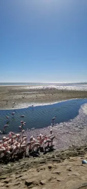 Gespotte Kleine flamingo