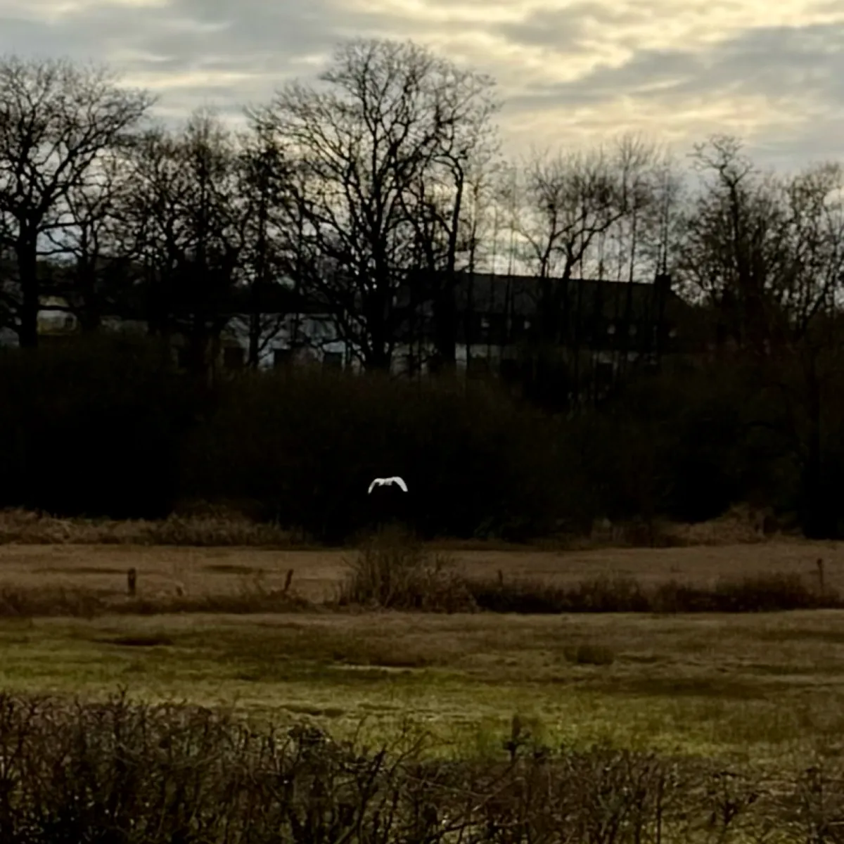 Gespotte Grote zilverreiger