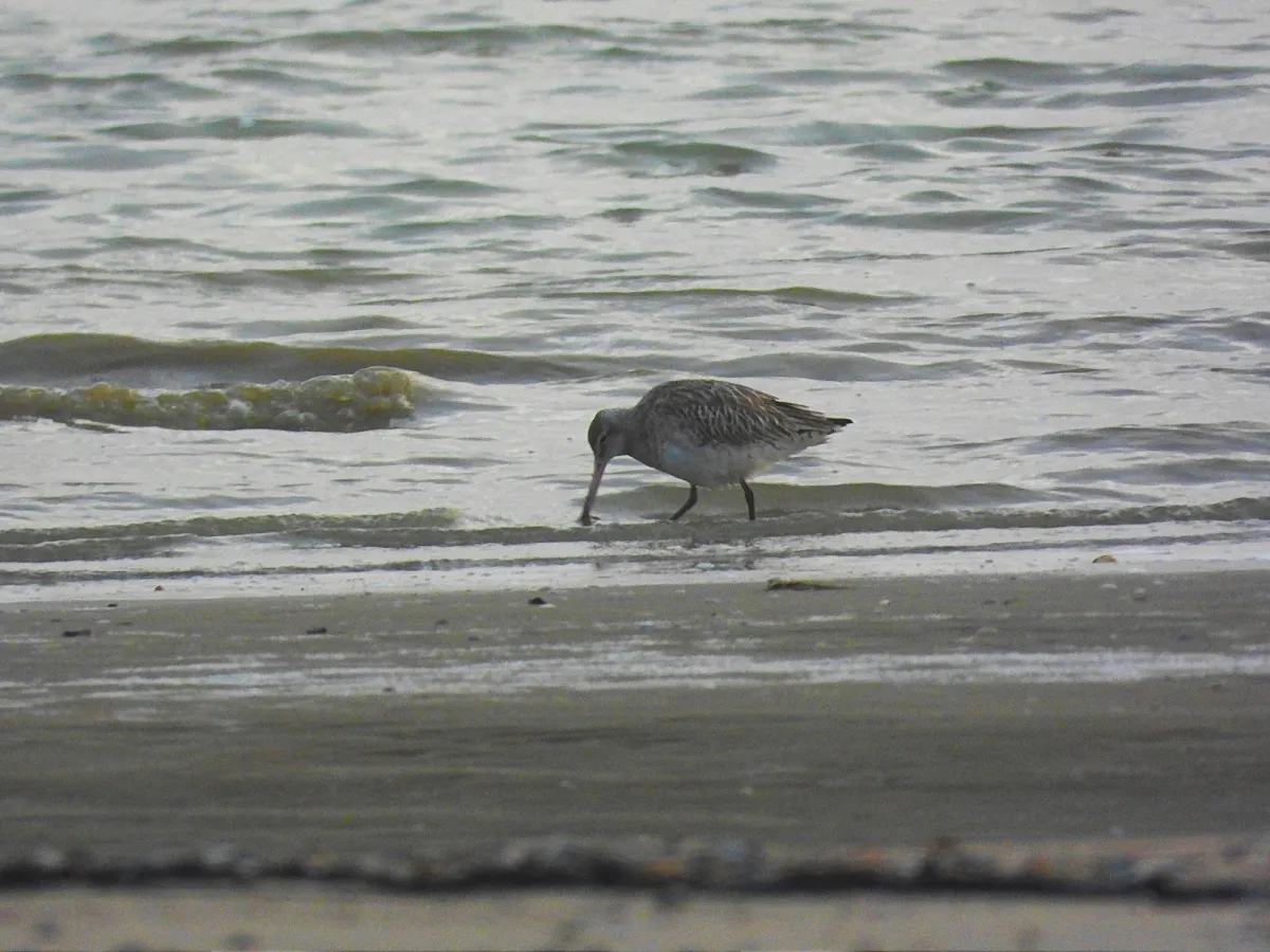 Gespotte Rosse grutto