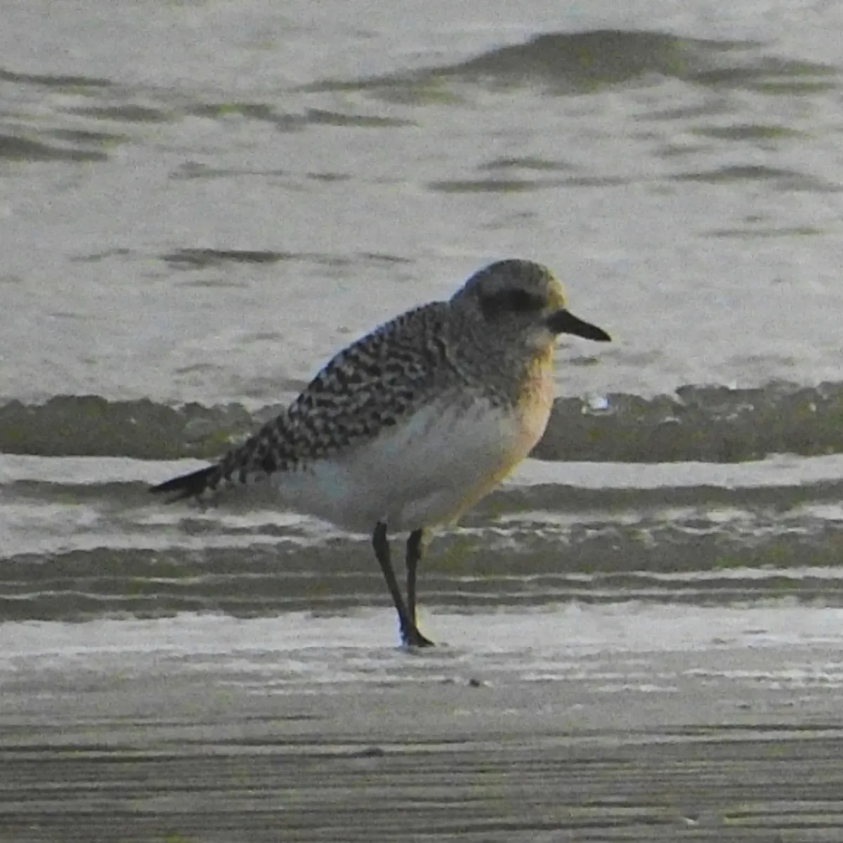 Gespotte Zilverplevier