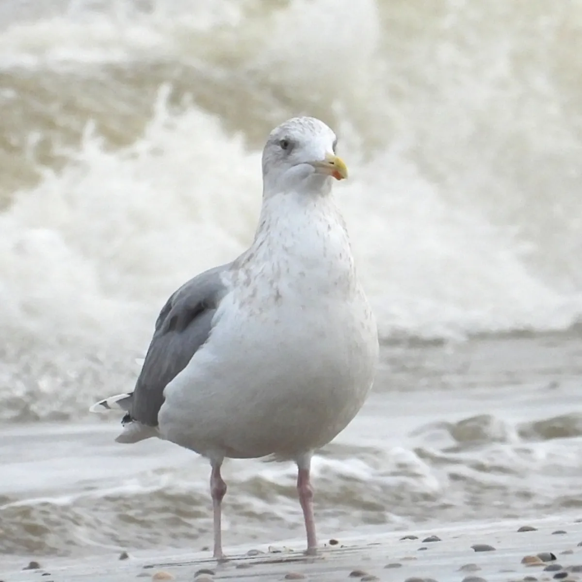 Gespotte Zilvermeeuw