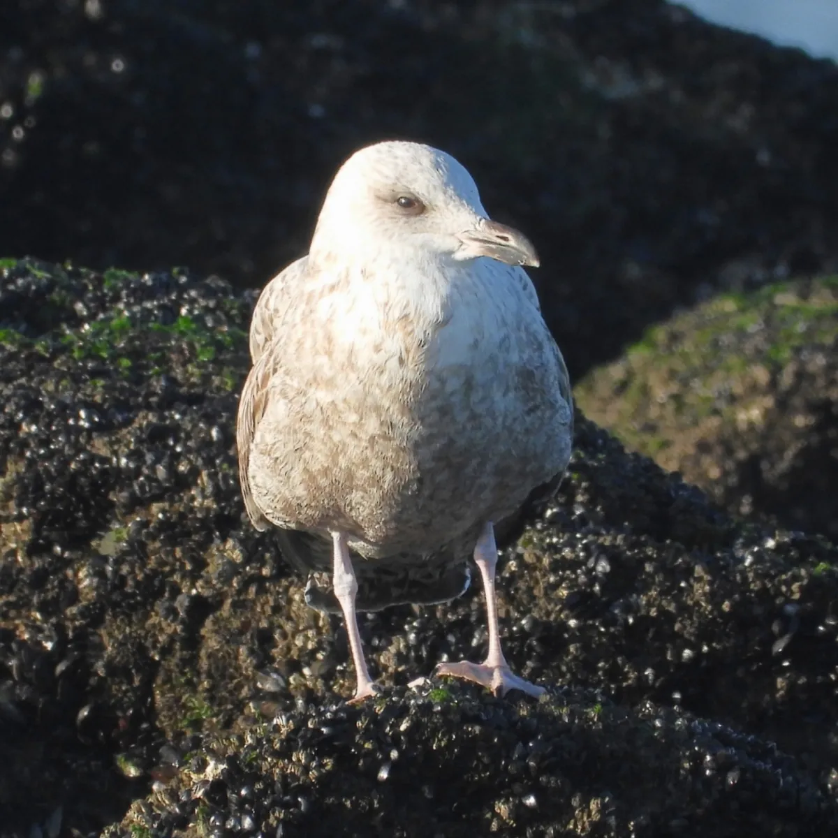 Gespotte Zilvermeeuw