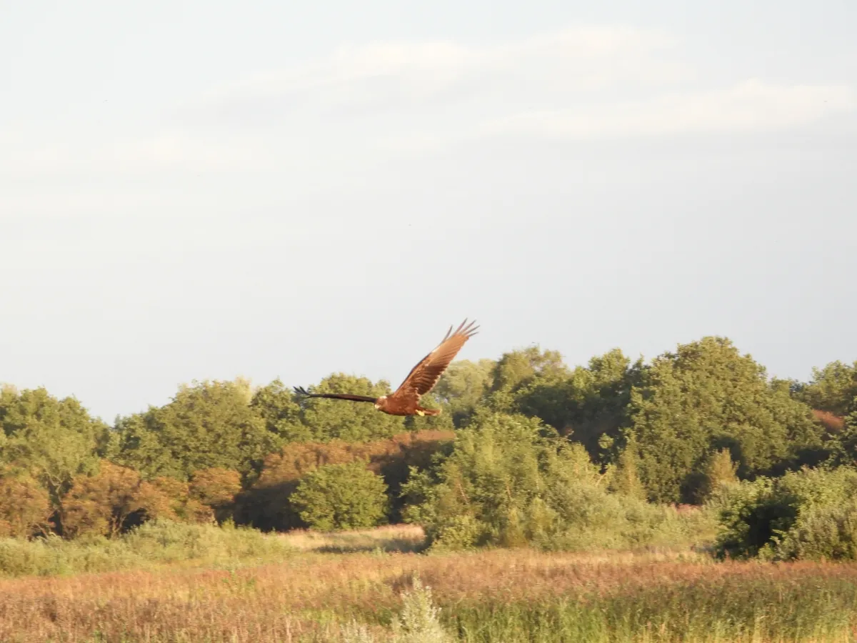 Gespotte Bruine kiekendief