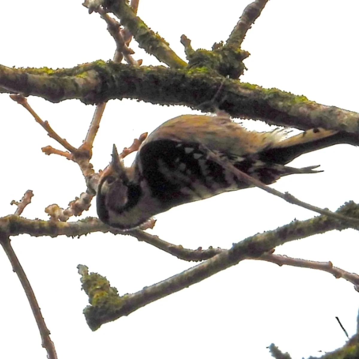 Gespotte Kleine bonte specht