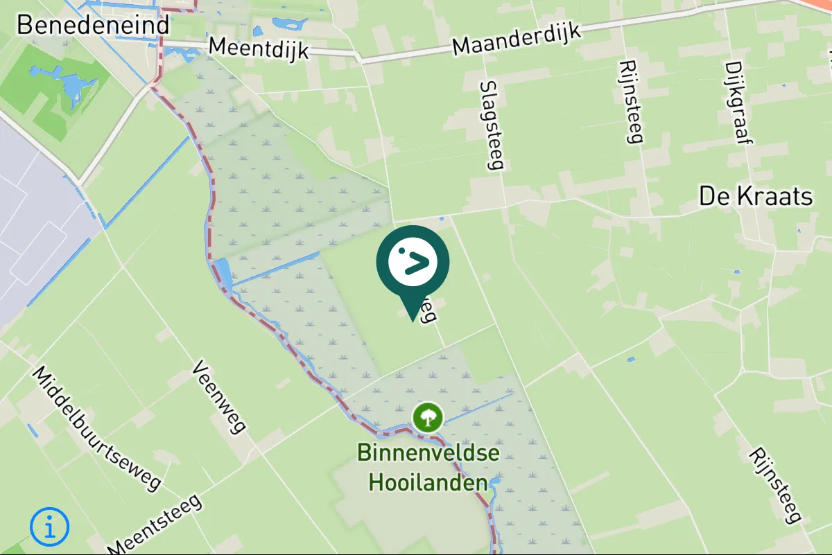 Gespotte Zilvermeeuw